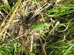 SX24065 Frog in Biesbosch.jpg